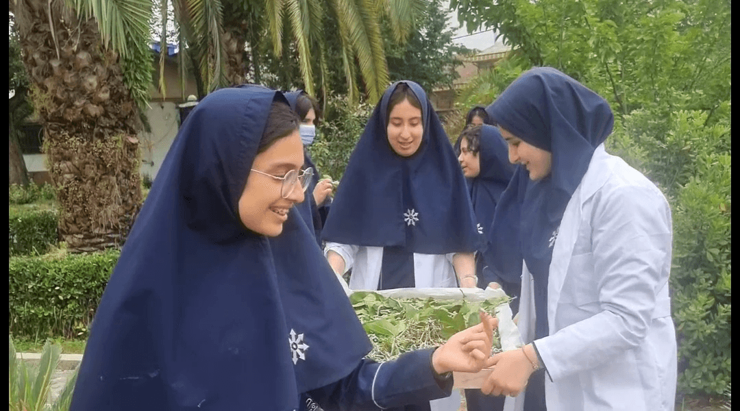 مراحل پرورش کرم ابریشم